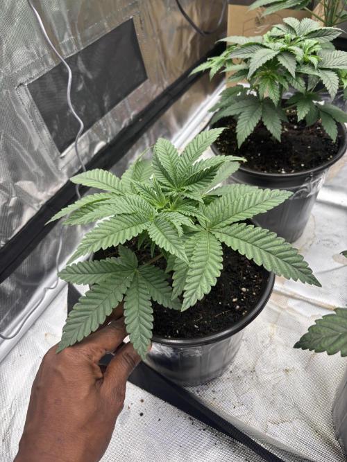 Blueberry cupcakes. Week 3