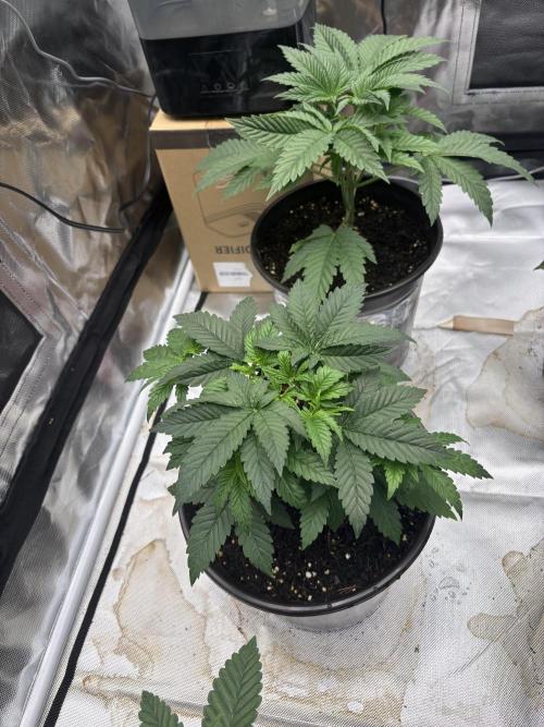 Blueberry cupcakes. Week 3