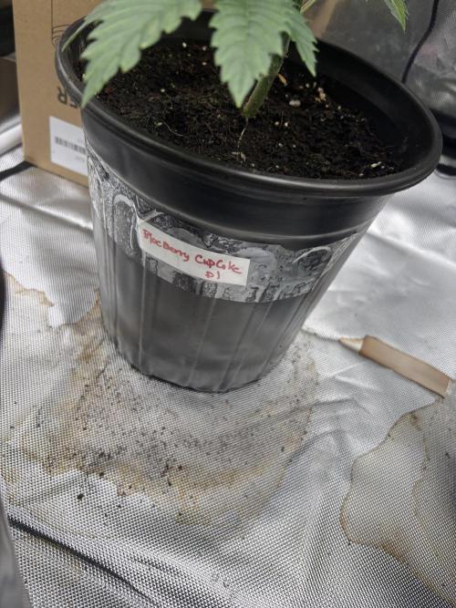 Blueberry cupcakes. Week 3