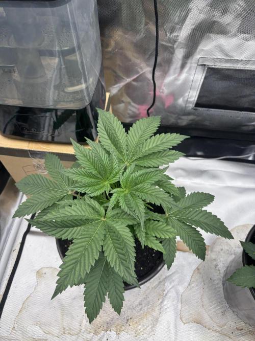 Blueberry cupcakes. Week 3