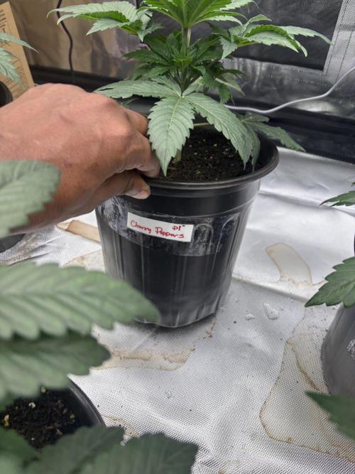 Cherry Poppers. Week 3