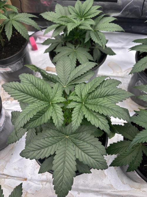 Cherry Poppers. Week 3