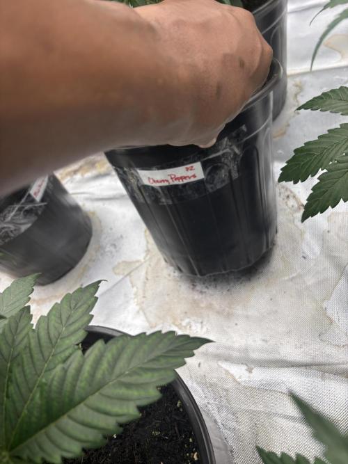 Cherry Poppers. Week 3