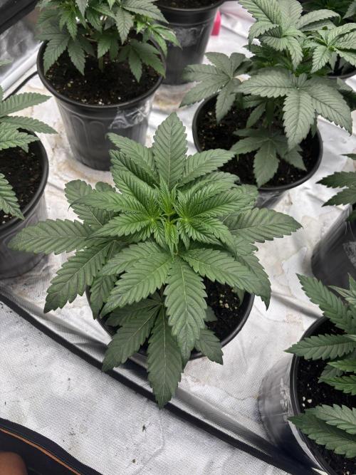 Cherry Poppers. Week 3