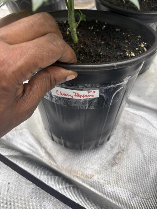 Cherry Poppers. Week 3