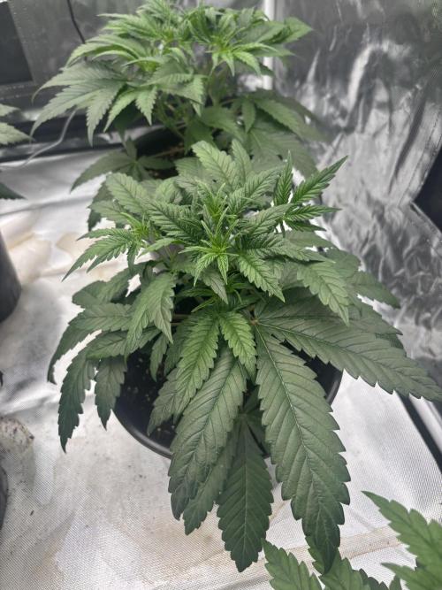 Lilac cake. Week 3