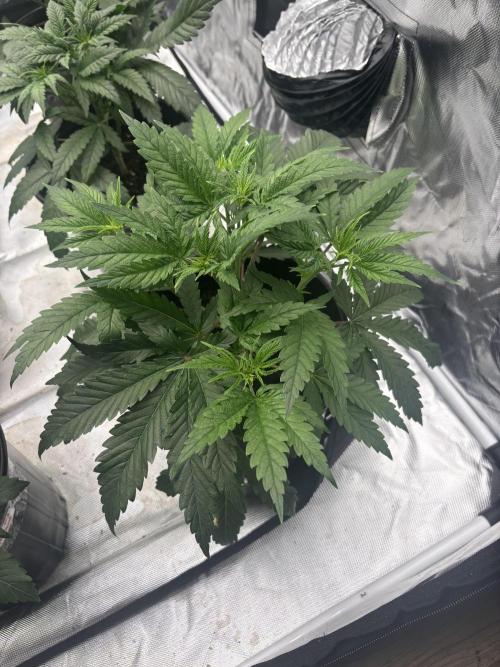 Lilac cake. Week 3 - Pheno 2 is probably a good mother 