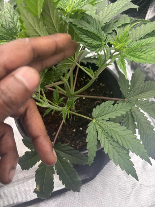 Lilac cake. Week 3