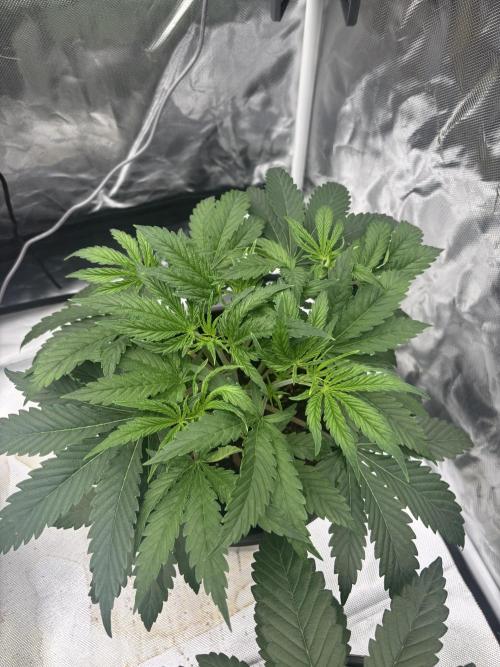 Lilac cake. Week 3