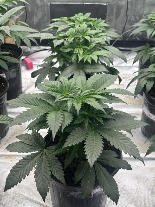 Cherry Poppers. Week 4
