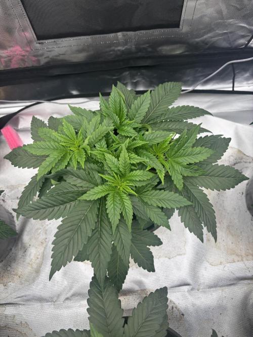 Cherry Poppers. Week 4