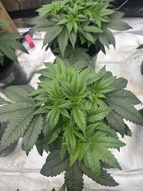 Cherry Poppers. Week 4