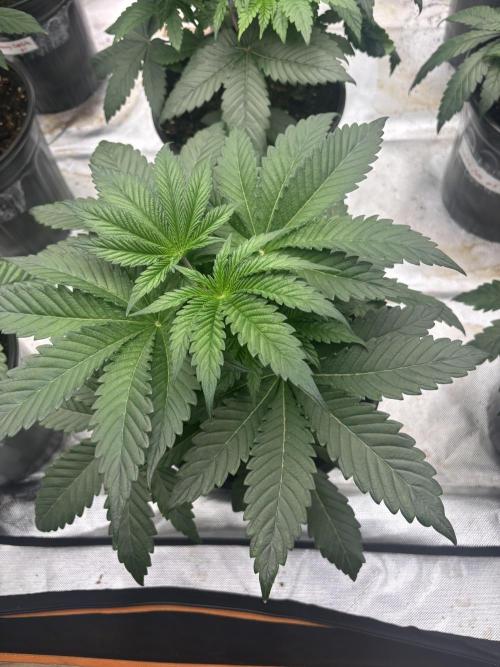 Cherry Poppers. Week 4