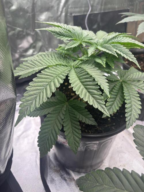 Blueberry cupcakes. Week 4