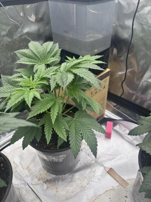 Blueberry cupcakes. Week 4