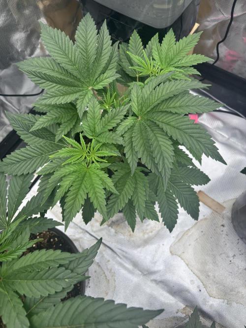 Blueberry cupcakes. Week 4