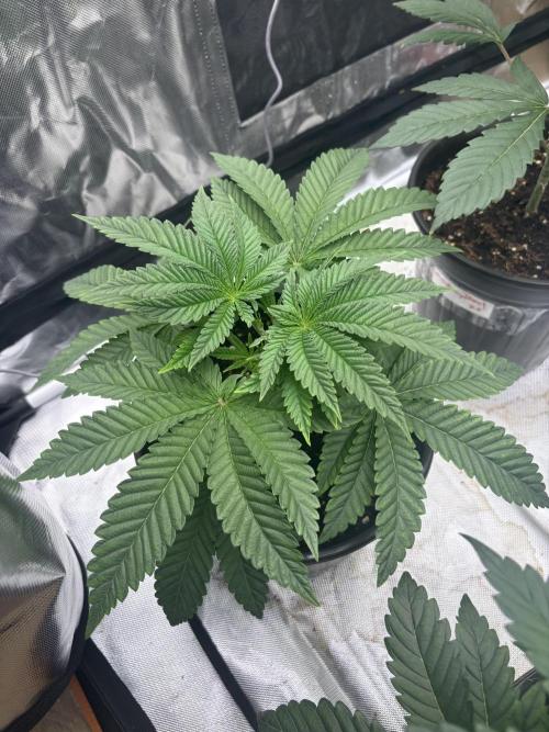 Blueberry cupcakes. Week 4