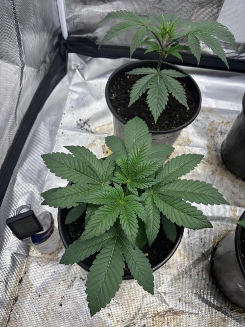 Strawberry Diesel. Week 2