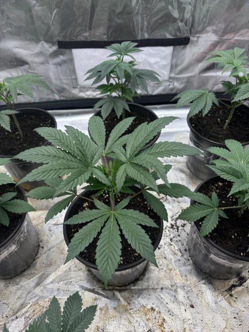 Strawberry Diesel. Week 2