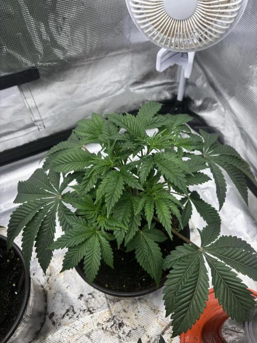 King kush breathe v2. Week 3