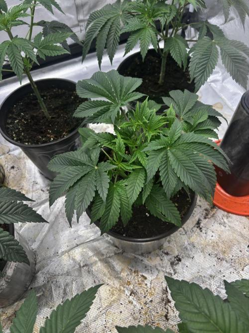 King kush breathe v2. Week 3