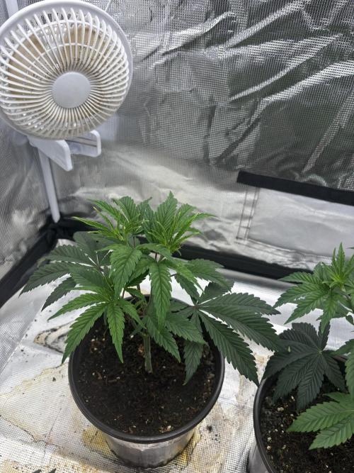 King kush breathe v2. Week 3