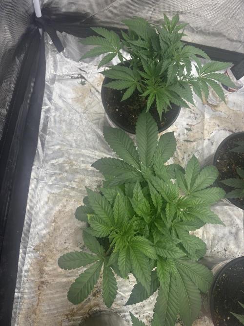 Strawberry Diesel. Week 4