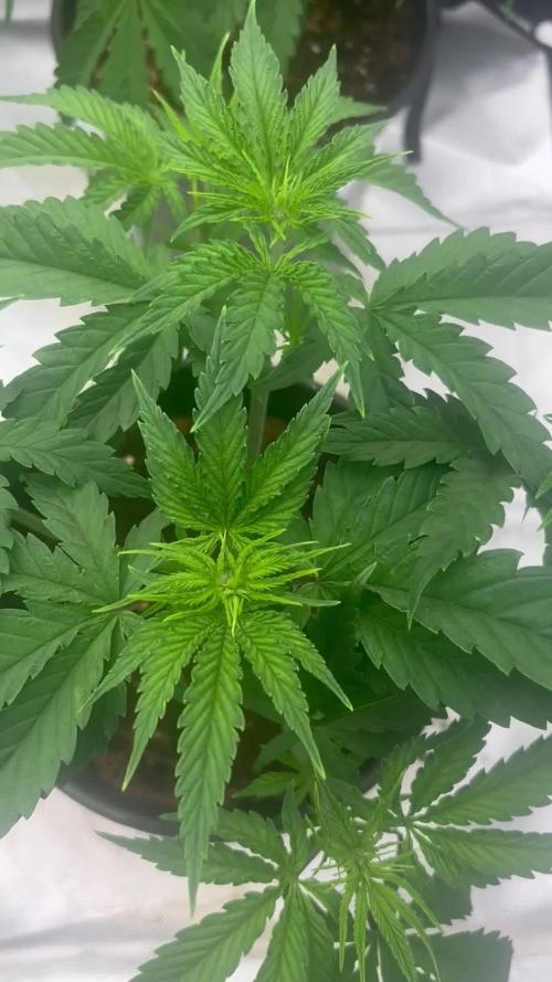 Strawberry Diesel