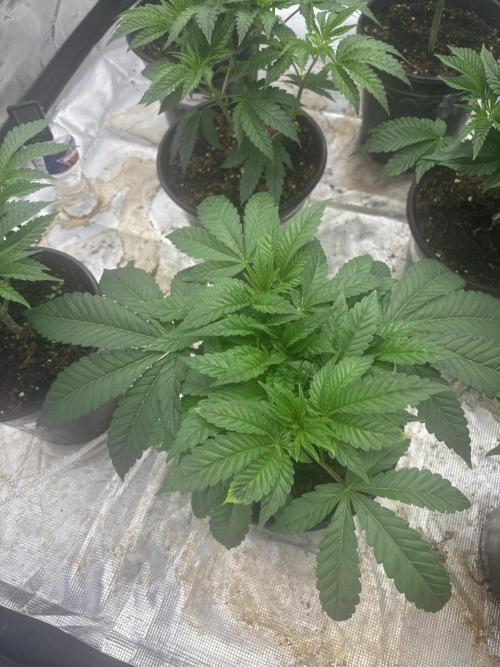 Strawberry Diesel. Week 4