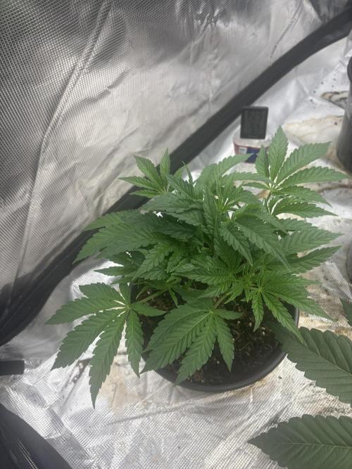 Strawberry Diesel. Week 4