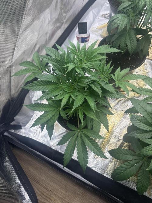 Strawberry Diesel. Week 5