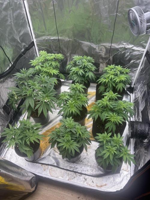 Strawberry Diesel. Week 5