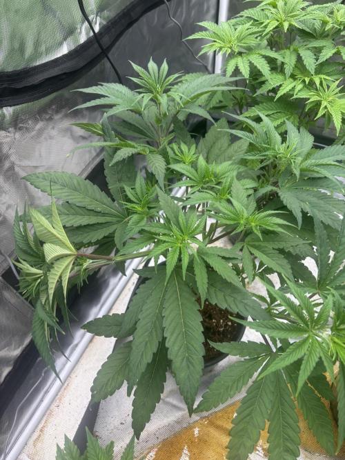 Strawberry Diesel. Week 5