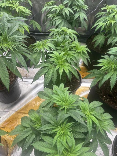 Cherry Poppers. Week 5