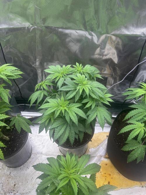 Cherry Poppers. Week 5