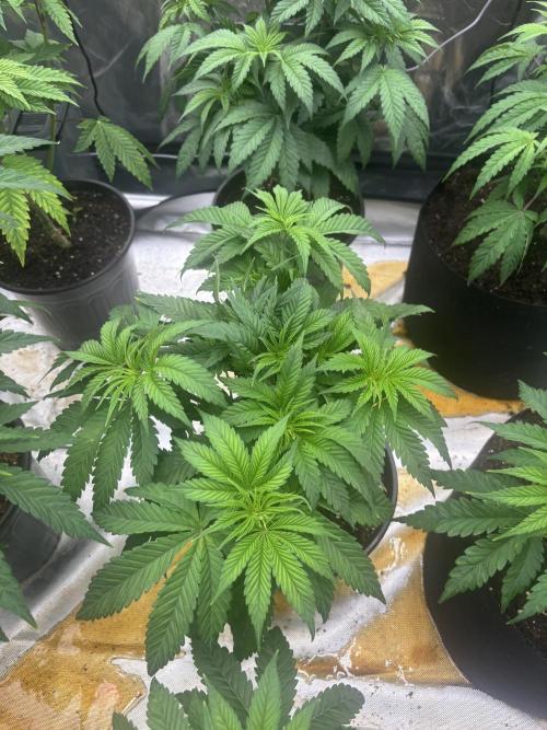 Cherry Poppers. Week 5