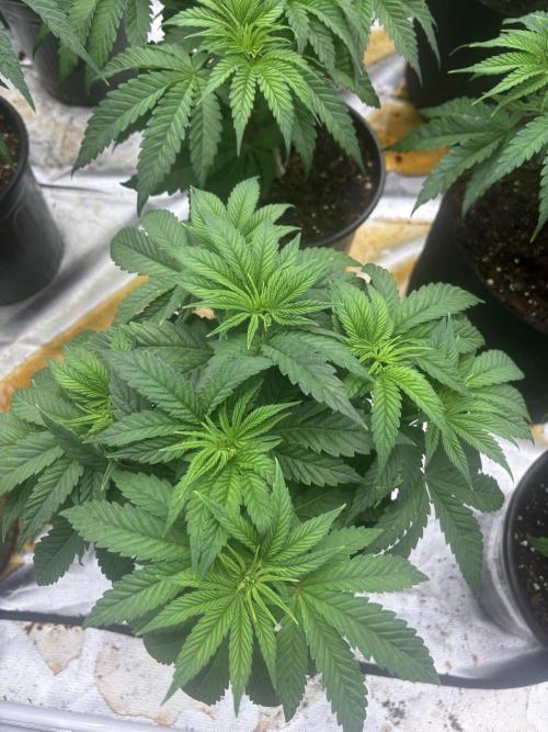 Cherry Poppers. Week 5