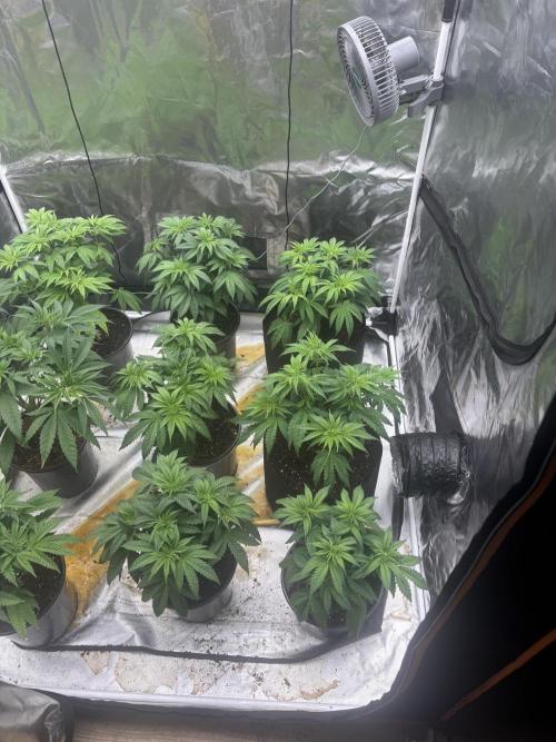 Cherry Poppers. Week 5