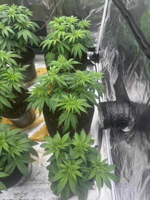 Lilac cake. Week 4
