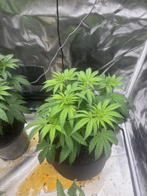 Lilac cake. Week 4