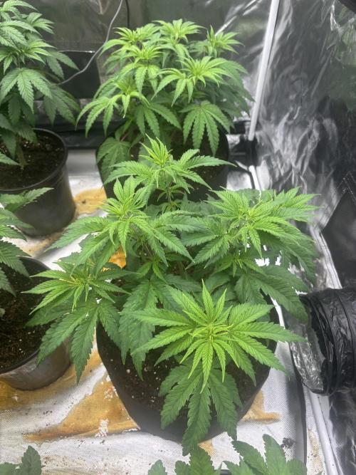 Lilac cake. Week 4