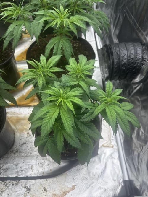 Lilac cake. Week 4