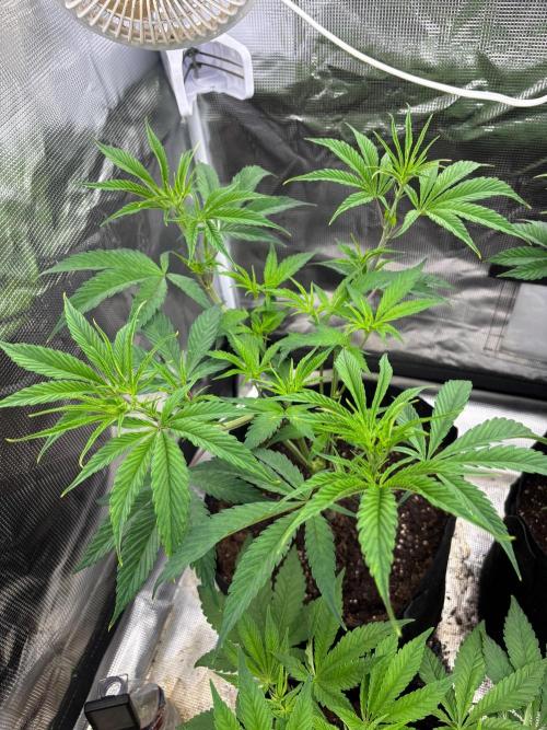 King kush breathe v2. Week 4