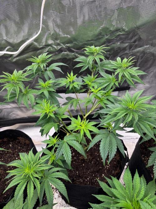 King kush breathe v2. Week 4