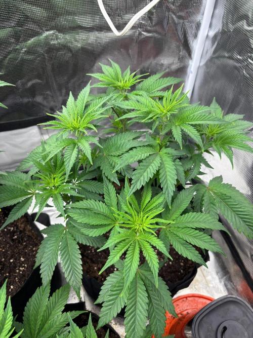 King kush breathe v2. Week 4