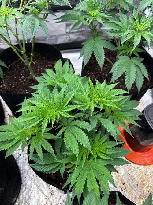 King kush breathe v2. Week 4