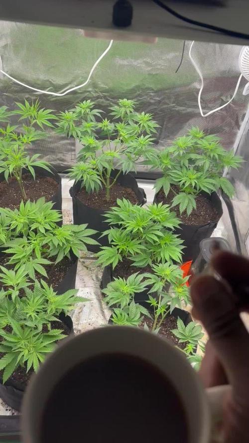 King kush breathe v2