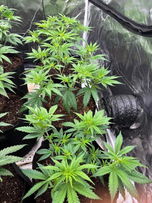 Lilac cake. Week 5