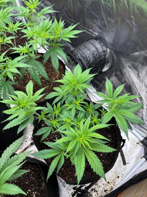 Lilac cake. Week 5