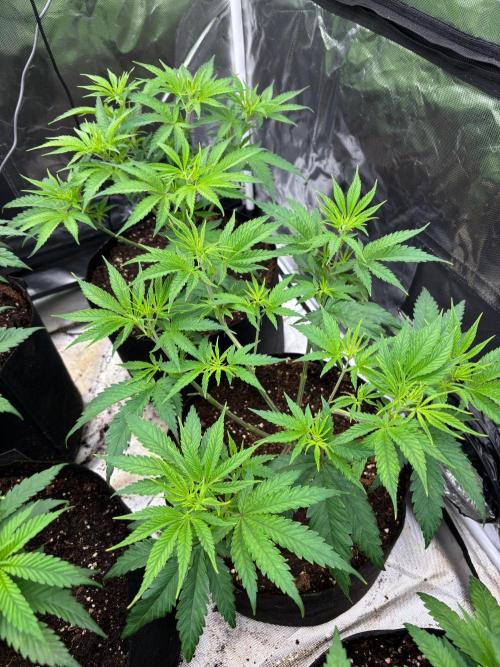 Lilac cake. Week 5